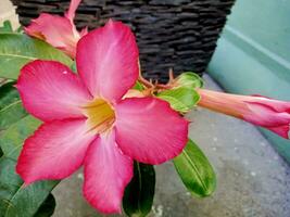 rosa japansk frangipani blommor den där är blomning i de morgon- foto