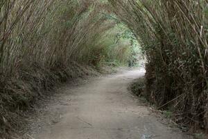 bambu tak -naturlig tunnel på en smuts väg foto