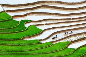 terrasserad ris fält i mu cang chai, yen bai, vietnam foto