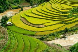 terrasserad ris fält i mu cang chai, yen bai, vietnam foto