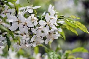 vackra vita blommor i trädgården foto