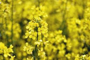 vackra gula blommor, blommande rapsfält foto