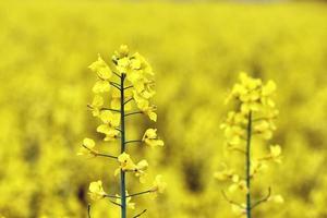 vackra gula blommor, blommande rapsfält foto