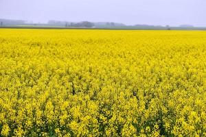 vackra gula blommor, blommande rapsfält foto