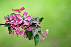 vackra rosa blommor blommar foto