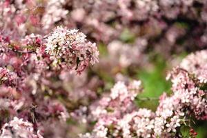 vackra äppleblommor blommar foto