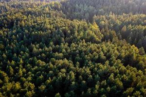 vackert panoramafoto över toppen av tallskogen foto