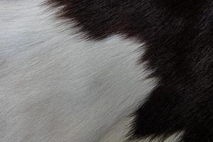 brun kohudrock med päls svartvita och bruna fläckar foto