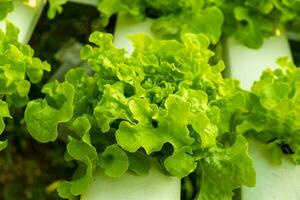 vegetabilisk grön ek som växer i hydroponiskt system flöde vatten och gödsel automatisering på plantering tomt foto