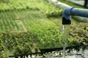 hydroponic system flöde vatten och gödsel automatisering för gröna ek grönsaksträdgård foto