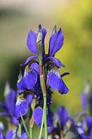 ljusblå iris på en grön bakgrund foto