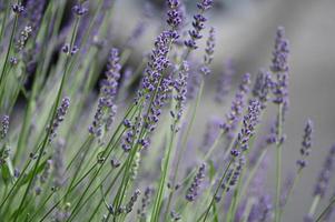 små lila lavendelblommor foto