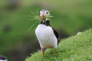 lunnefågel med gräs på mykiner på Färöarna