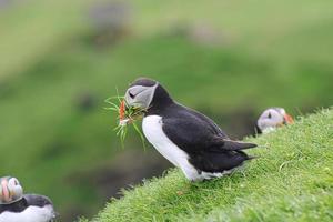 lunnefågel med gräs på mykiner på Färöarna