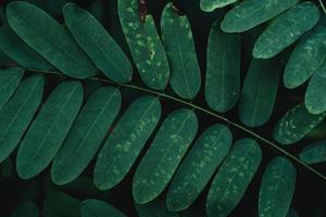 gröna blad naturlig bakgrund foto