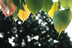 gröna blad naturlig bakgrund foto