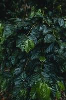 kaffeplantage i tropisk skog
