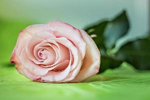 rosa ros blomma närbild. begreppet alla hjärtans dag, födelsedag, internationella kvinnodagen. foto