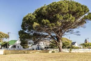 stort afrikanskt träd i Kapstaden, Sydafrika. foto
