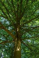 naturlig träd löv och brunch bakgrund foto