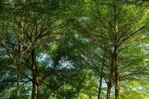 naturlig grupp träd löv och brunch bakgrund foto