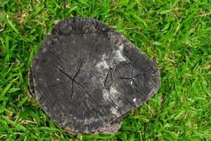 grov död- träd stubbe textur element foto