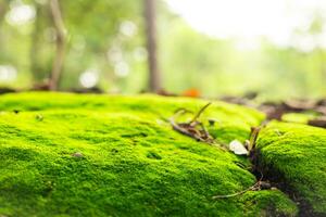 grön mossa växande i de skog efter de regn som tapet foto
