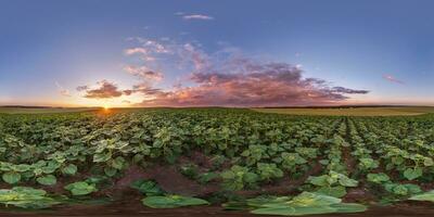 sfärisk 360 hdri panorama bland jordbruk fält av ung grön solros med kväll moln i himmel innan solnedgång i likriktad sömlös utsprång, som himmel ersättning foto