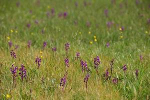 vildblomma reserv jersey brittiska orkidéer foto