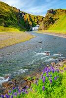 underbar vattenfall stjornarfoss på blå himmel och solig dag i söder Island, med blommor av lila lupin nootka foto