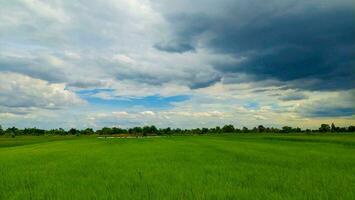 de grön fält är full av grön ris fält. under de himmel och vit moln foto