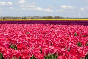 fält av vibrerande rosa tulpaner i nederländerna foto