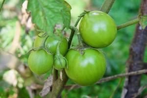 närbild grupp av gröna tomater som växer i växthus. horisontell ram. suddig bakgrund foto