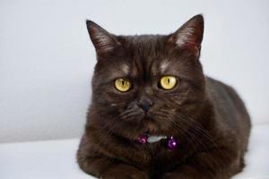 söt svart rök brittisk korthår katt sitter på en vit bakgrund tittar över foto