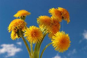 gula maskrosblommor och blå himmel. foto