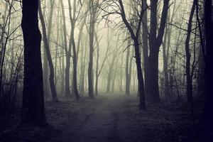 mystisk dimmig skog på hösten foto