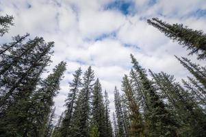 trädtopp av tall med molnigt i blå himmel foto