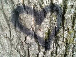 hjärta dragen träd trunk foto