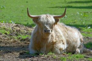 högland boskap---kyloe--liggande i utanför corral,,rheinland,tyskland foto