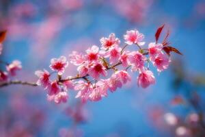 skön rosa sakura blomma blomning på blå himmel bakgrund foto