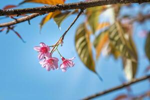 skön rosa sakura blomma blomning på blå himmel bakgrund foto