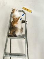 katt hjälper till renovera de rum. rolig katt med måla vält foto