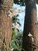 träd med orkide blommor foto