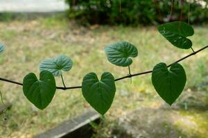 grön hjärta blad växt vinstockar foto