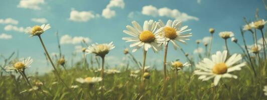 vild daisy i de gräs med en blå himmel. ai genererad foto