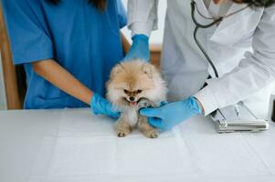 två doktorer är granskning honom. veterinär medicin begrepp. pomeranian i veterinär klinik. foto