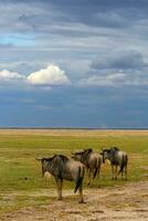 besättning av afrikansk gnu betning foto