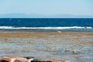 havsutsikt från dahab sinai egypten landskap hav och berg foto