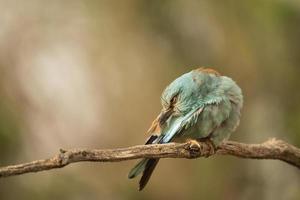 europeisk rulle, coracias garrulus foto