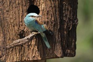 europeisk rulle, coracias garrulus foto